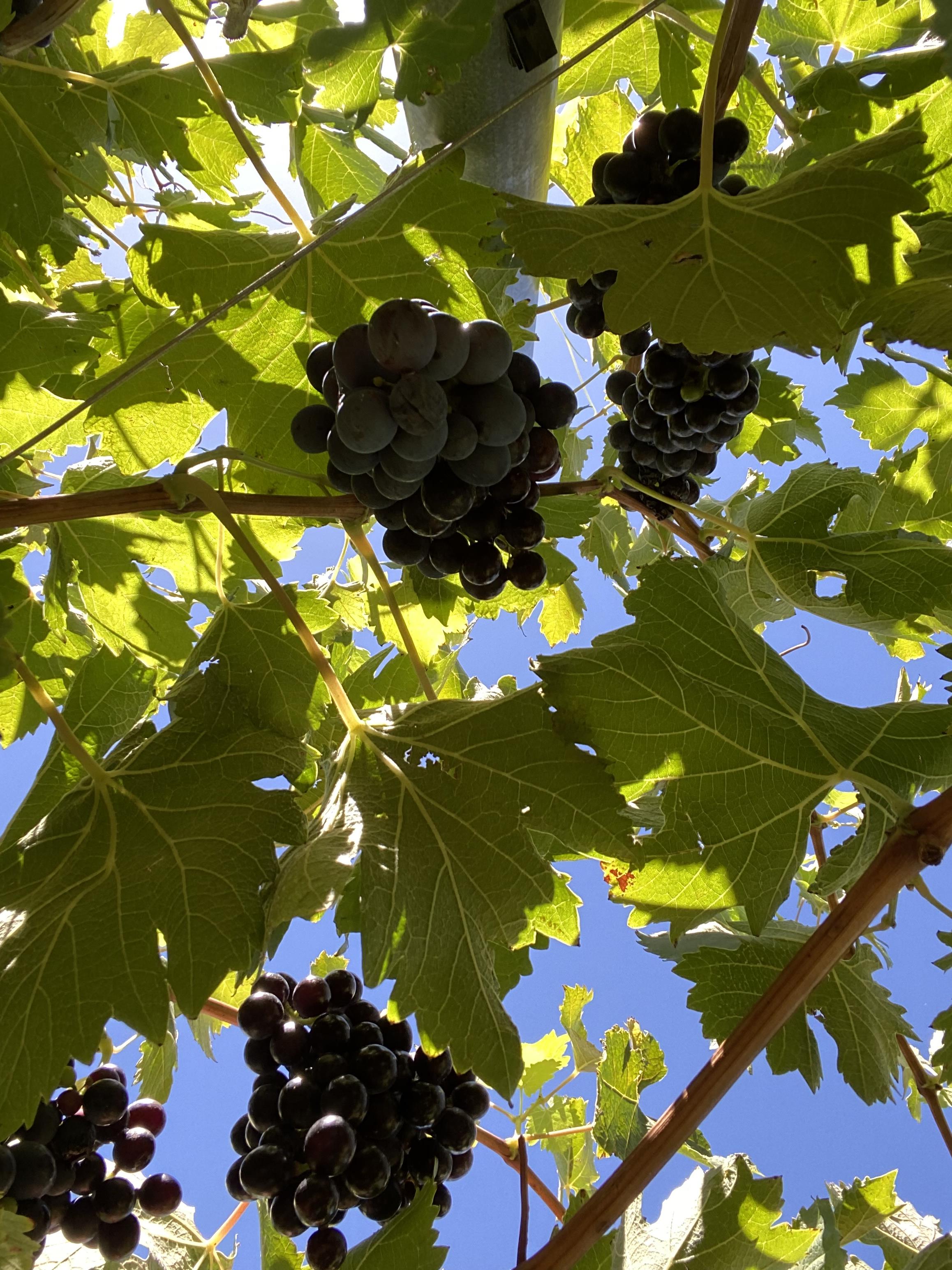 Yarran Wines Grapes below view