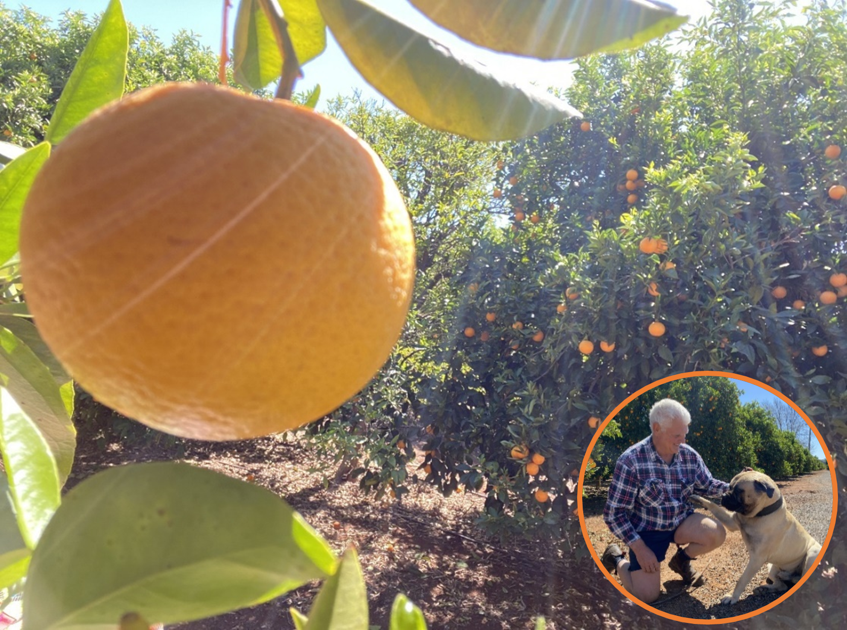 Frank Battistel Citrus