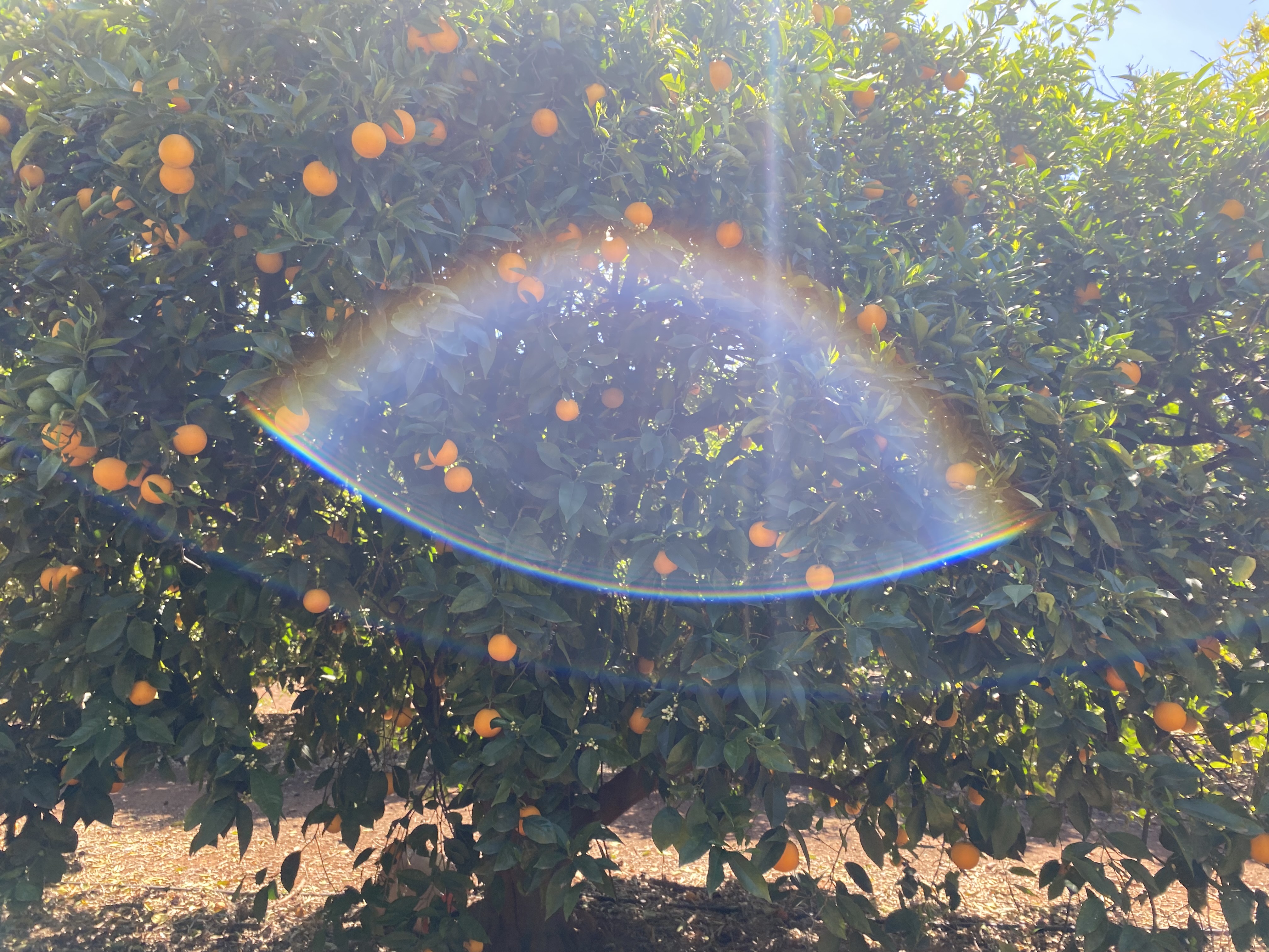 Rainbow on oranges
