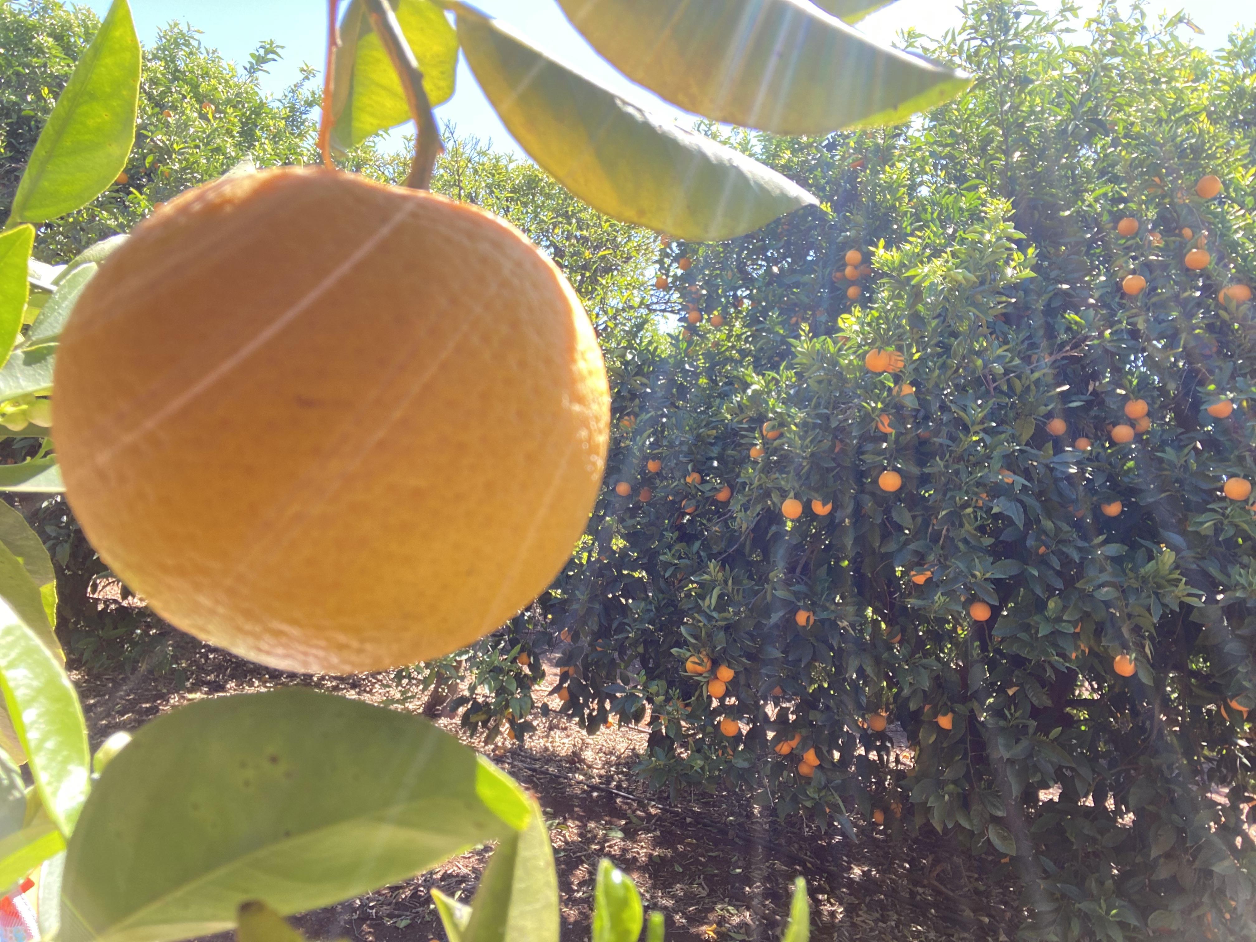 Oranges foreground and background