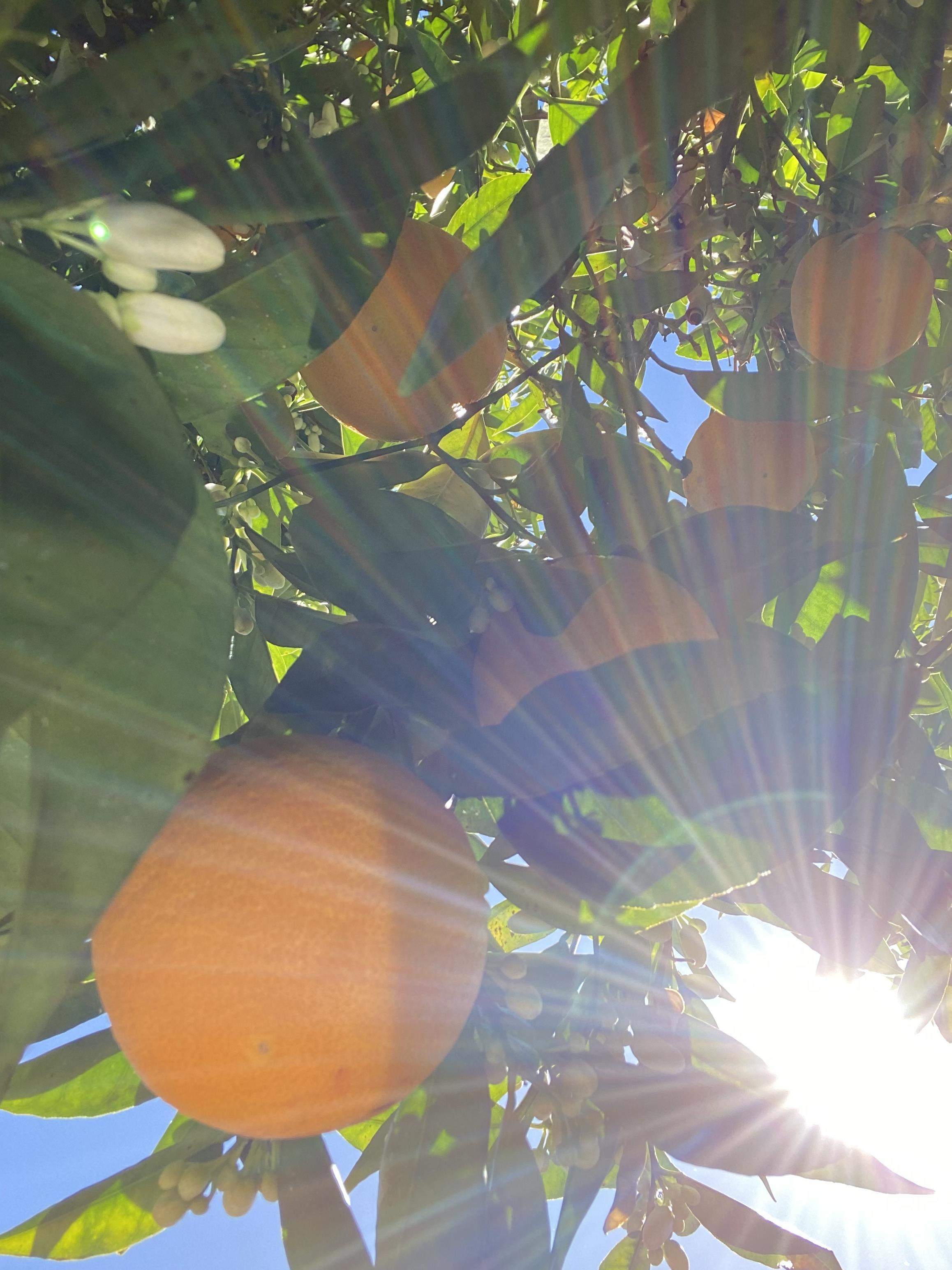 Light shining through top of citrus tree
