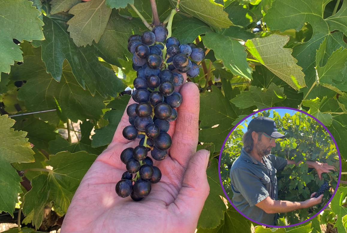 Sam Brewer and wine grapes