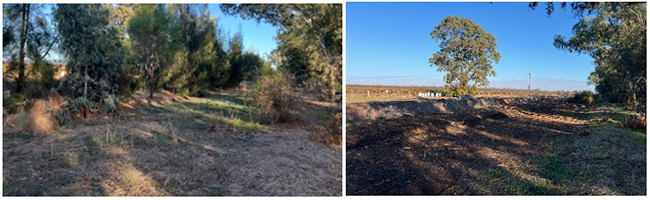 vegetation before and after_mailchimp
