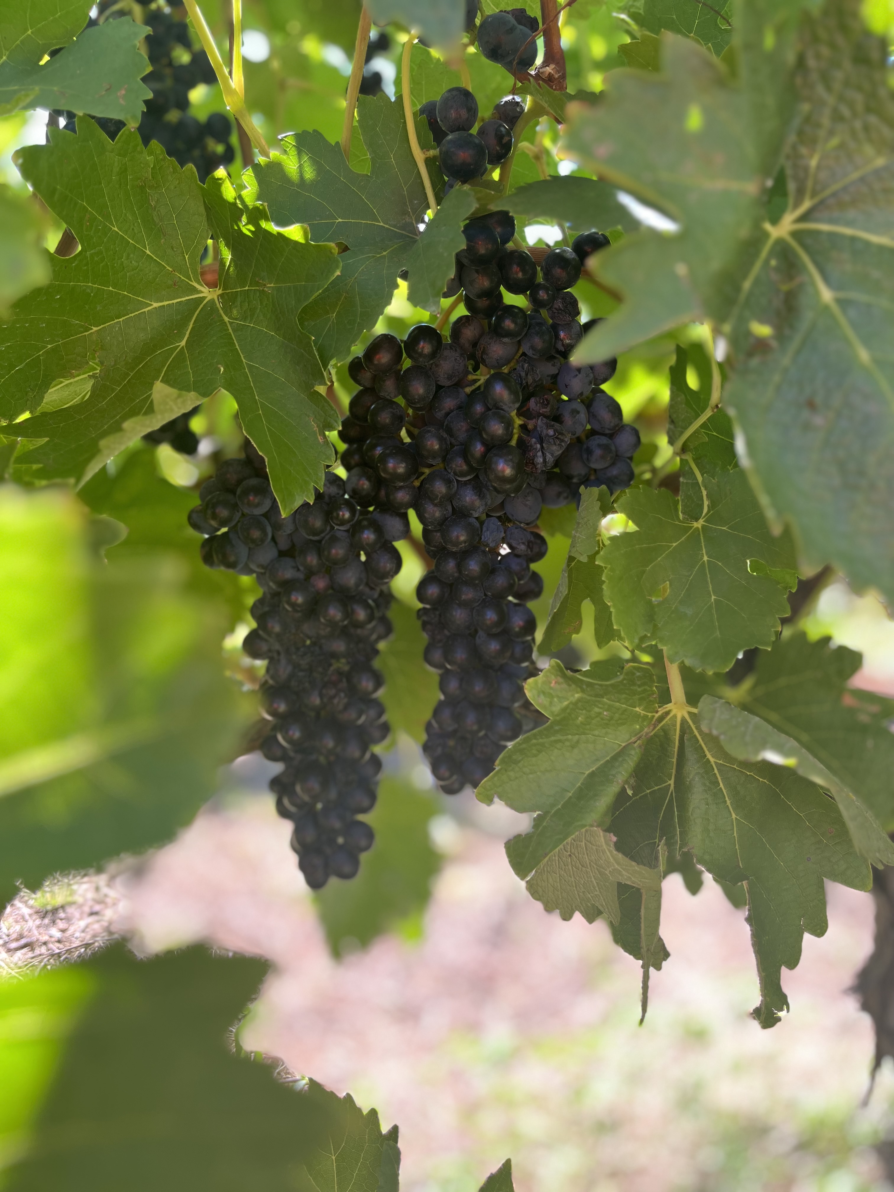 Yarran Wines Grapes focused