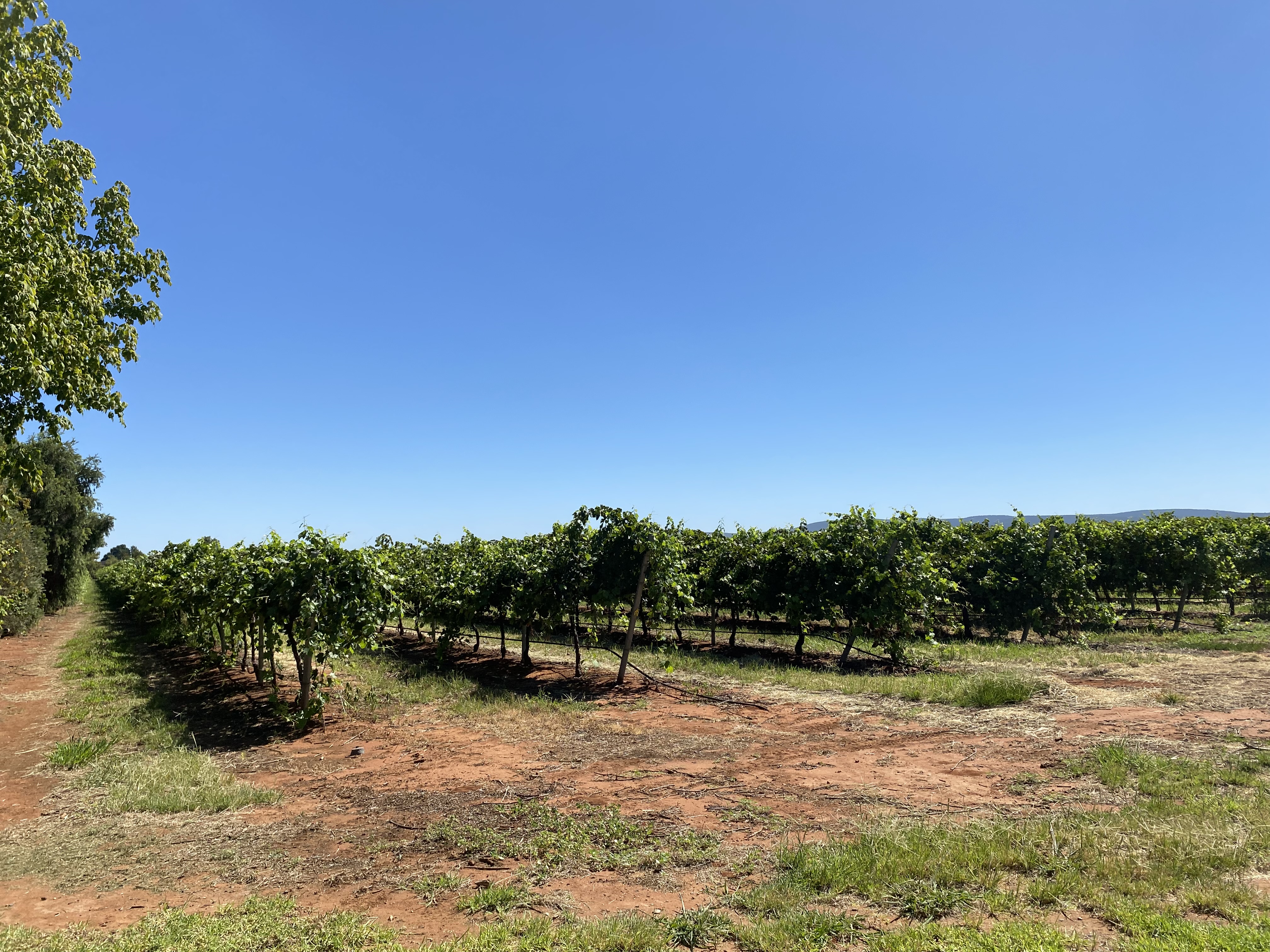 Yarran Wines Vineyard