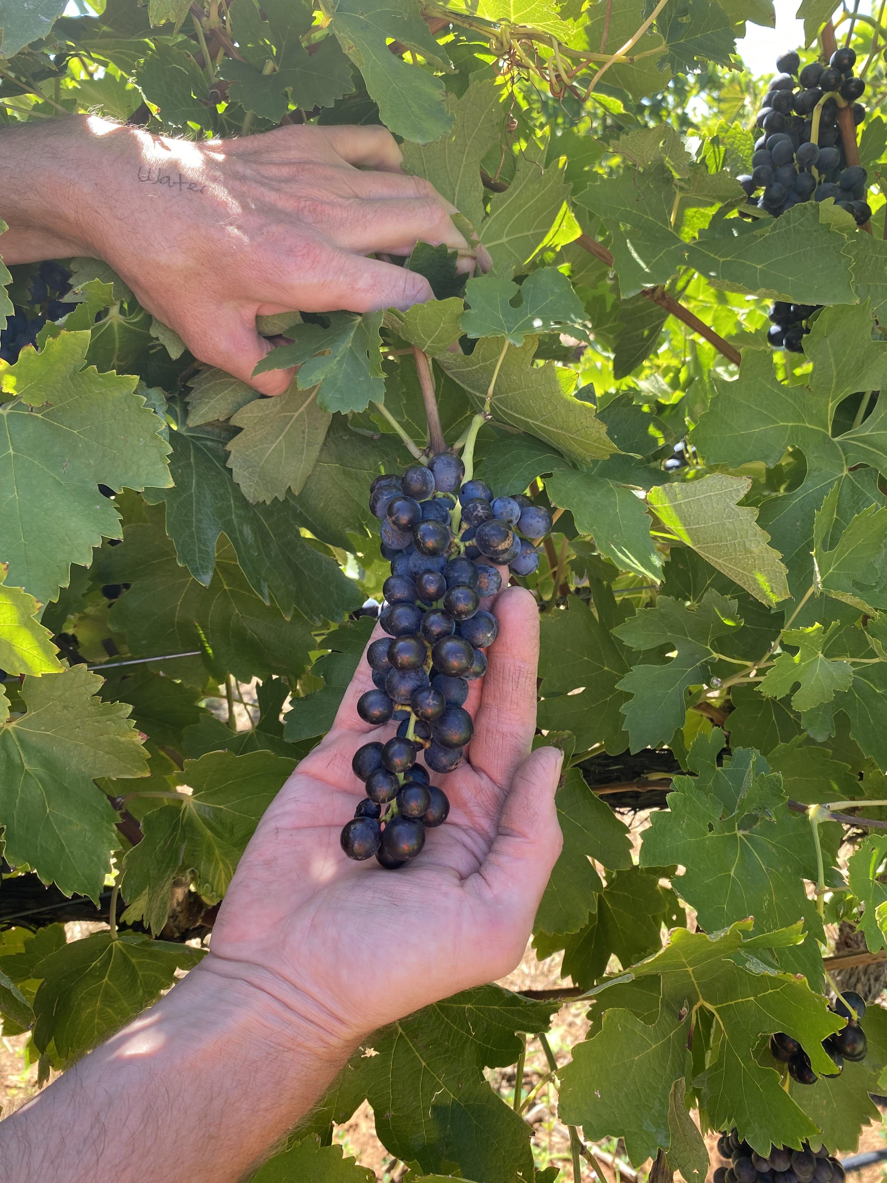 Yarran Wines Grapes close up 2