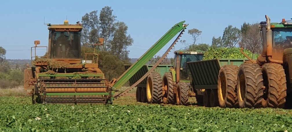 Pickle harvesting chaser bin horizontal crop