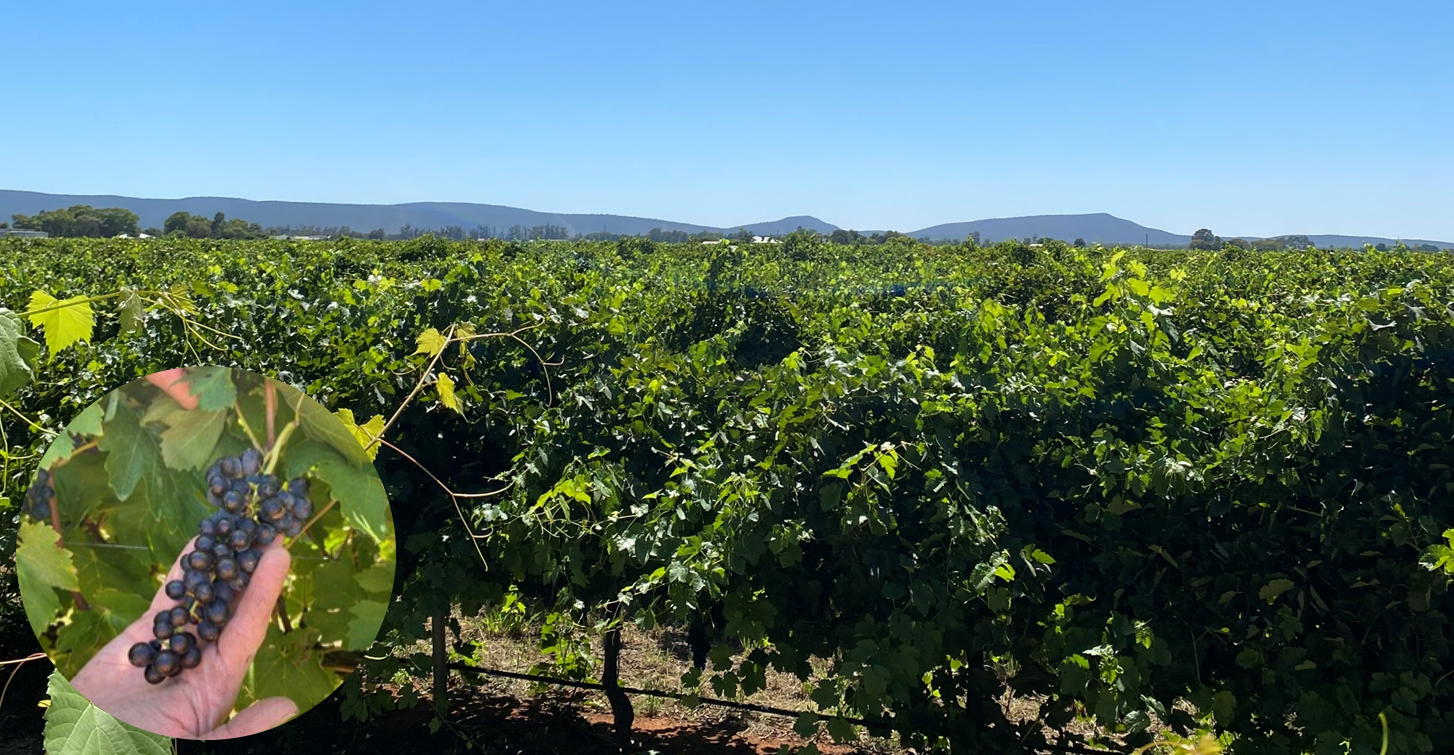 Yarran Wine vineyard view from balcony with close-up overlay